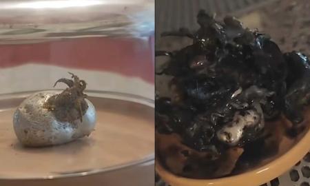 Išdygo keisti ateiviški čiuptuvai. Internetas pašėlo (Foto, Video)